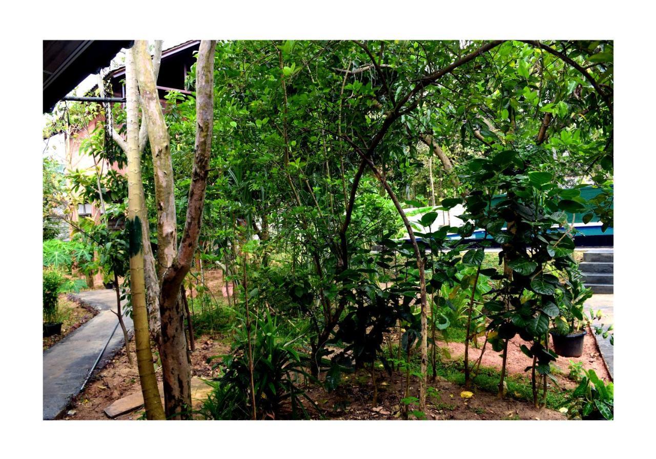 Sun And Green Eco Lodge - Dambulla Εξωτερικό φωτογραφία
